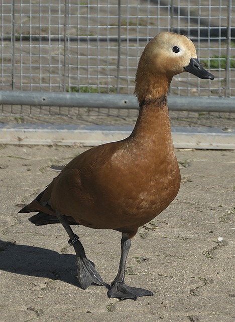 权利