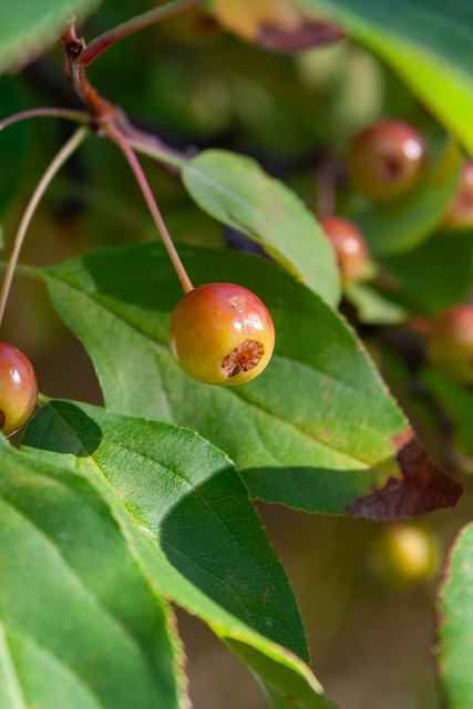 國際米蘭並 國際米蘭並